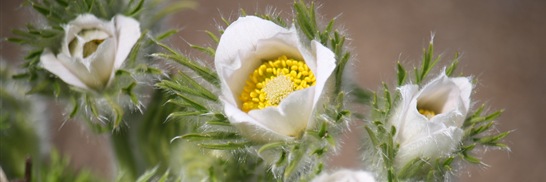 Kubjelle, Pulsatilla 004