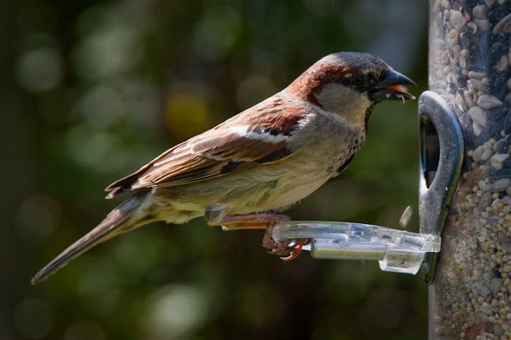 IMAGE: http://lh3.ggpht.com/_K75wcSwuXqU/SfPSmszdfcI/AAAAAAAAAYk/olWAf71ykuE/s720/bird-1.jpg