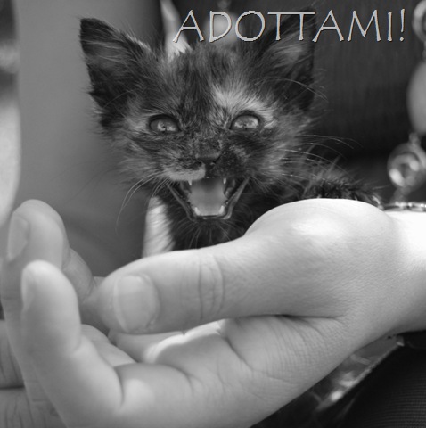 [gattino abbandonato[40].jpg]