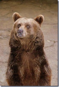 ORSO ORSO
