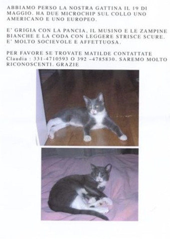 [gattina smarrita[6].jpg]