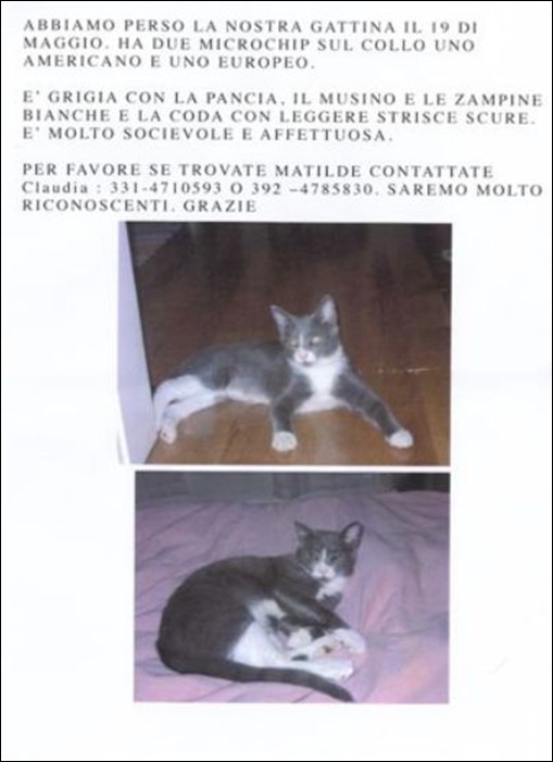 gattina smarrita