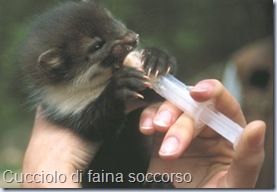 CUCCIOLO_DI_FAINA250 CUCCIOLO_DI_FAINA250