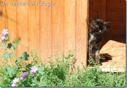 OSPITE SCUDO DI PAN OSPITE SCUDO DI PAN