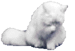 gatto-04