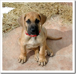 great-dane-puppy