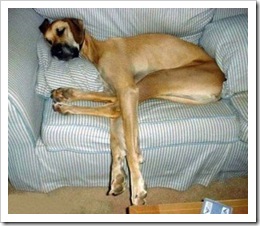 HUGE DANE