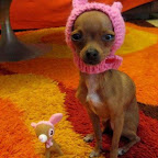 un-perro-con-estilo.jpg