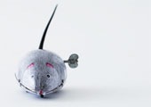 [mouse4.jpg]