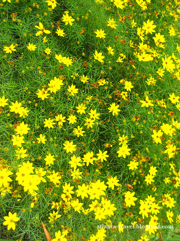 Цветы из ботанического сада Атланты - открытки к 8 марта Atlanta botanical garden flowers 8 marta