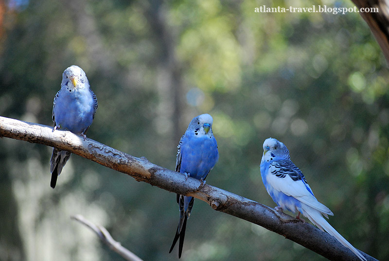 Atlanta Zoo - Волнистые попугайчики