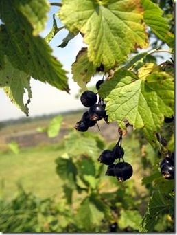 currants 3 currants 3