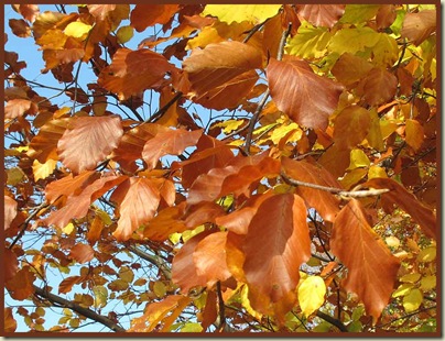 Beech leaves at Dunham Massey Beech leaves at Dunham Massey