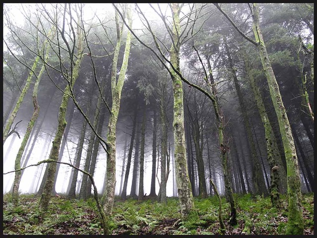 [2602trees3.jpg]