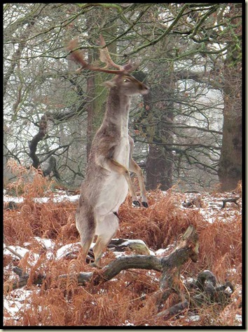 This stag clearly had itchy antlers