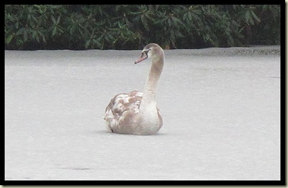 Swan on ice