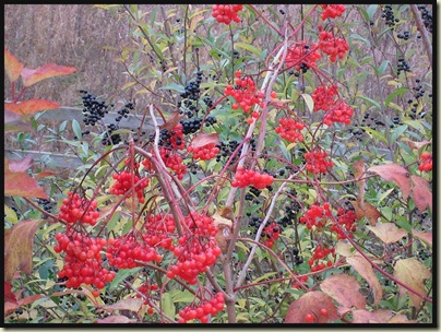 Berries beside the M60