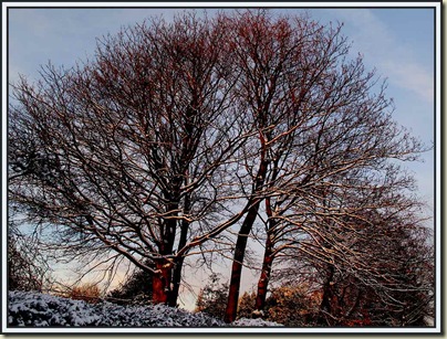 Evening light by the Bridgewater Canal near Brooklands