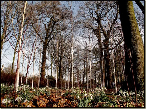 The gardeners keep these birch trees nice and clean to match the Snowdrops