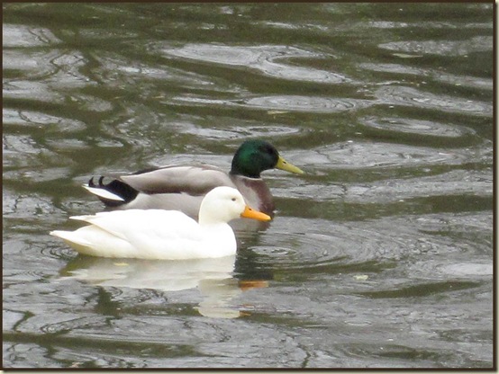 Mallards on the Bridgewater Canal