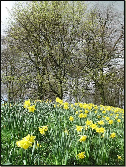 Daffodils by Haigh Hall