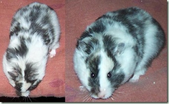 dominantspot dominantspot