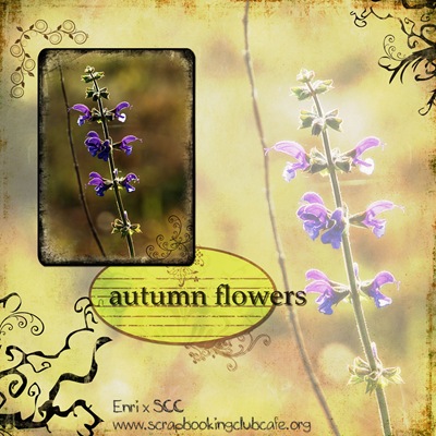 autumn flowers