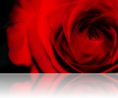 1245129266_1024x768_red-rose-wallpaper