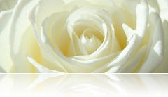 White Rose 04