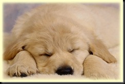 f_cachorro_duerme