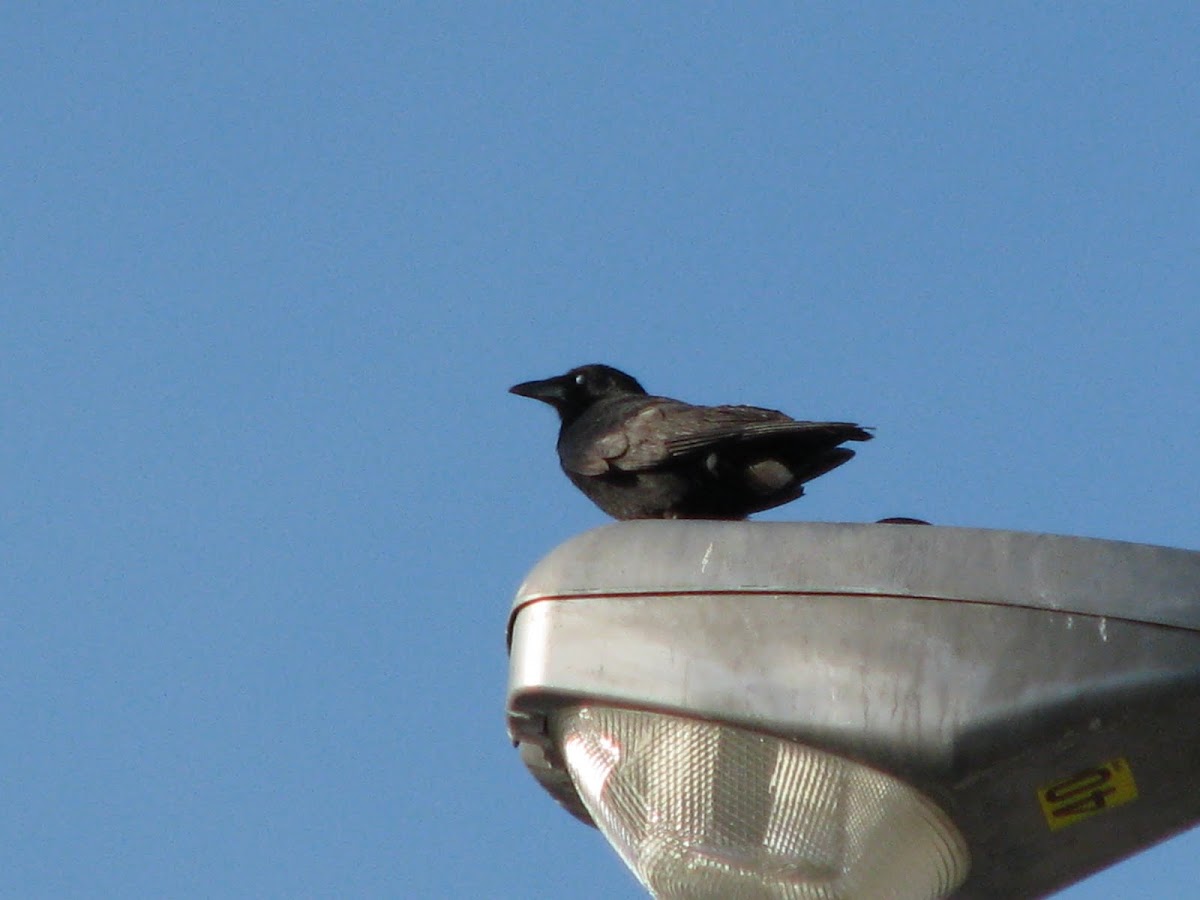 American crow
