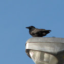 American crow