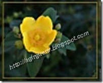 fleur_millepertuis