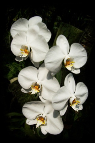 [White_Phalaenopsis_II_by_emmil[5].jpg]