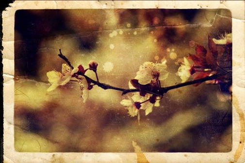 Primavera con una esquina rota