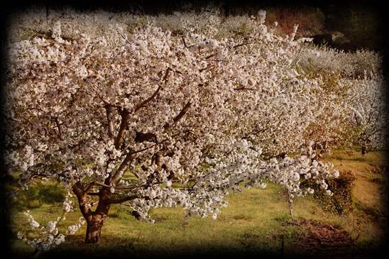 cerezos valle del jerte