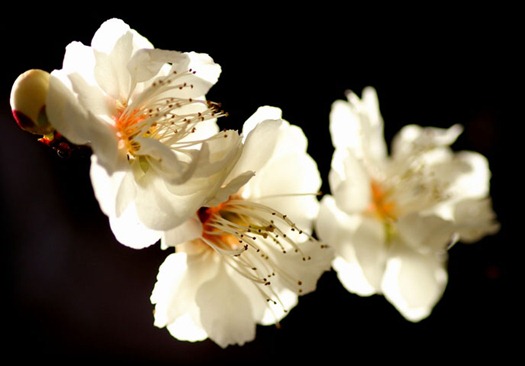 flor de albaricoque