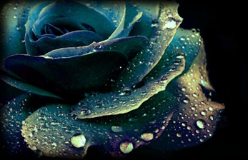 rosa azul
