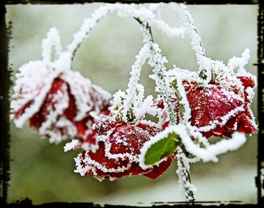 nieve y flores