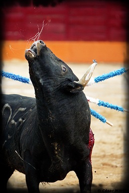 BASTA_de_dolor_y_sufrimiento