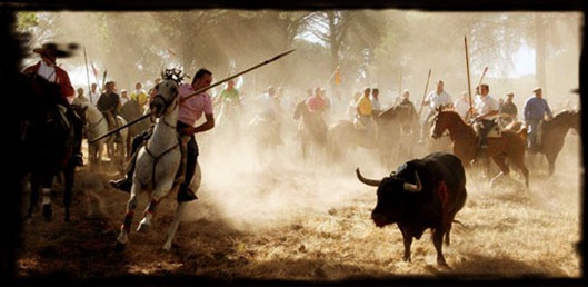 P16-61968 Toro de la Vega