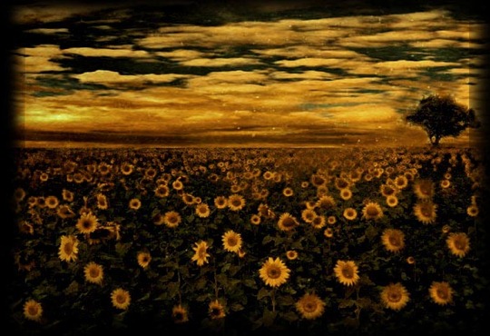 _5_5_5_5_5__by_bafa48 _5_5_5_5_5__by_bafa48