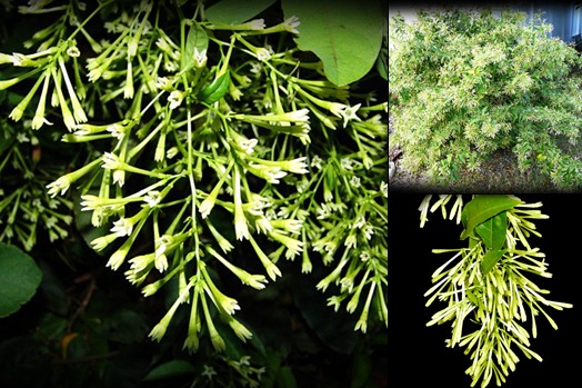 dama de noche- Cestrum Nocturnum