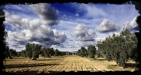 olivos
