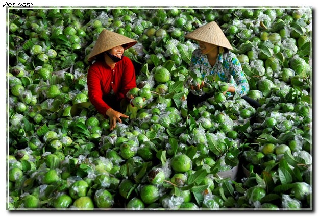 Những  ảnh đoạt Giải Cuộc Thi Festival trái cây Vietnam  VAO_VU_NGO_VIET_NGOC__KK_thumb