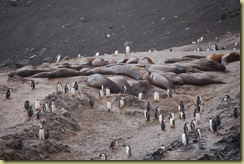 Elephant Seals (2)