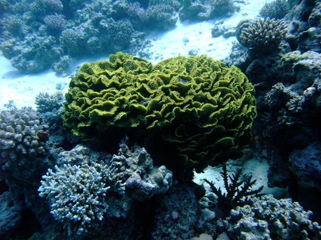[Coral 6[2].jpg]
