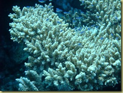 Coral 5