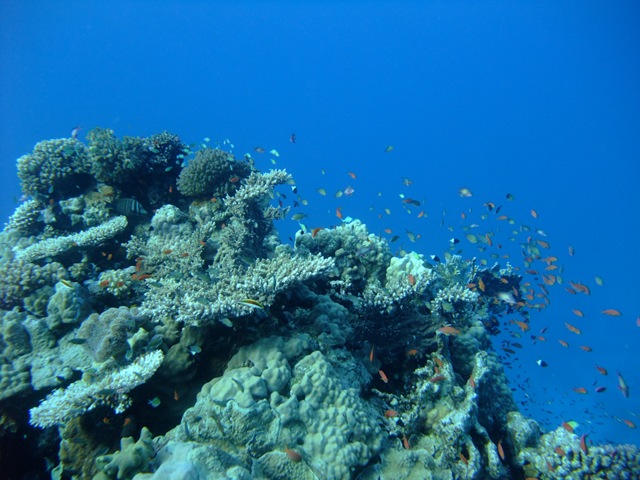 [CoralPinancleandFish2.jpg]