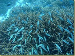 Staghorn Fish Shoal